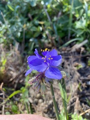 Tradescantia ohiensis