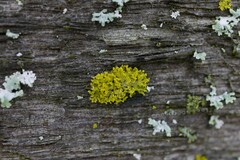 Polycauliona candelaria