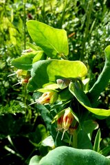 Cerinthe glabra