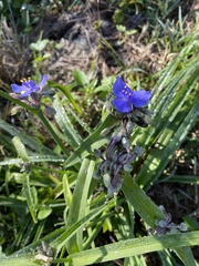 Tradescantia ohiensis