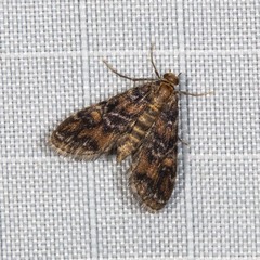 Elophila difflualis