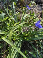 Tradescantia ohiensis