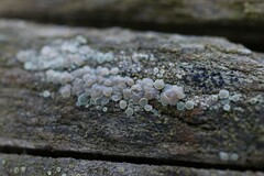 Lecanora symmicta