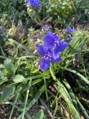 Tradescantia ohiensis