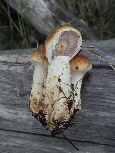 Cortinarius variosimilis image