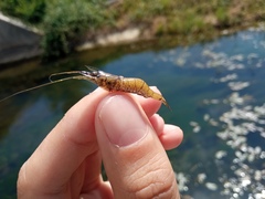 Palaemon antennarius