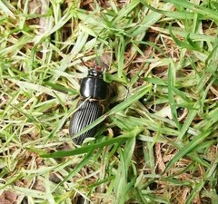 Passalus
