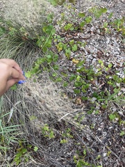 Eragrostis elliottii