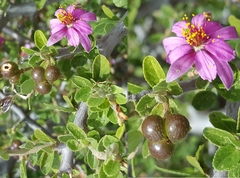 Grewia robusta