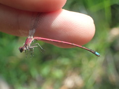 Oxyagrion terminale