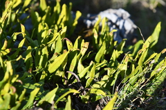 Lepisorus ussuriensis