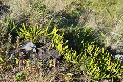 Lepisorus ussuriensis