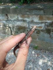 Podarcis muralis maculiventris
