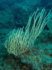 Eunicella singularis