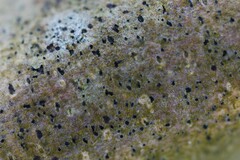 Naetrocymbe punctiformis