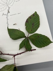 Rubus