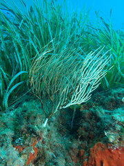 Eunicella singularis