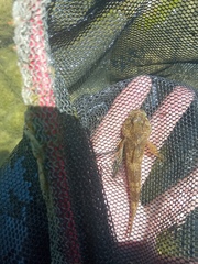 Cottus gobio