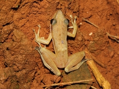 Chalcorana chalconota