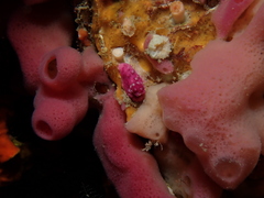 Alcyonium coralloides