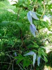 Clematis alpina