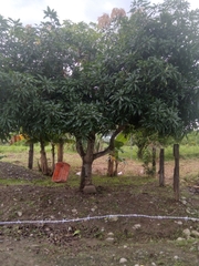 Persea americana