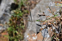 Digitaria ischaemum