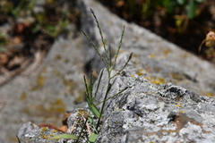 Digitaria ischaemum
