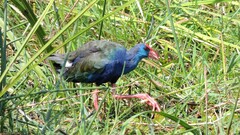 Porphyrio madagascariensis