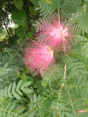 Calliandra