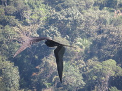 Fregata magnificens