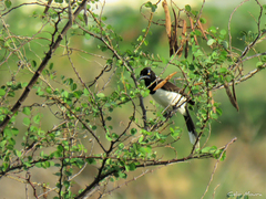 Cyanocorax cyanopogon