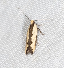 Ardozyga catarrhacta