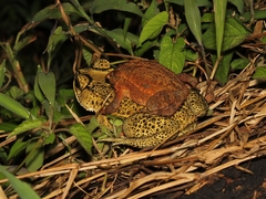 Duttaphrynus melanostictus