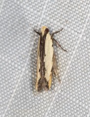 Ardozyga catarrhacta