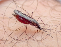 Anopheles coustani