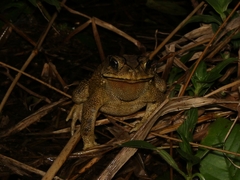 Duttaphrynus melanostictus
