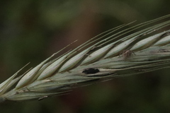 Hordeum vulgare