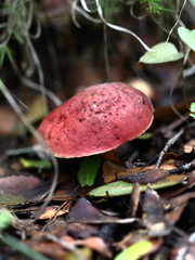 Hortiboletus rubellus