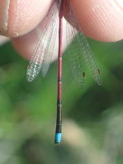 Oxyagrion terminale