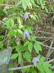 Clematis alpina