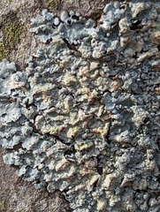 Crespoa crozalsiana