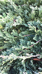 Juniperus horizontalis