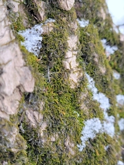 Pseudanomodon attenuatus