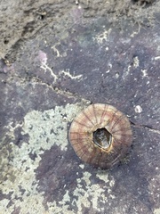 Amphibalanus amphitrite