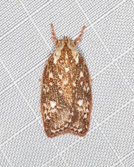 Euchaetis metallota