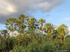 Copernicia prunifera