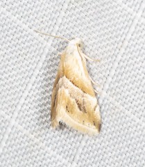Eublemma roseana