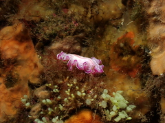 Prostheceraeus roseus