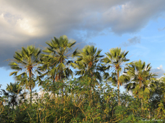 Copernicia prunifera